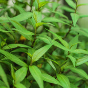 Asian - Herbal Seeds