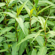 Asian - Herbal Seeds