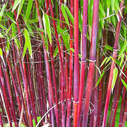 Asian Wonder Bamboo Seeds - Ornamental Bamboo Landscape Seeds