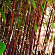Asian Wonder Bamboo Seeds - Ornamental Bamboo Landscape Seeds