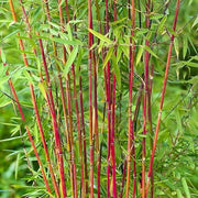 Asian Wonder Bamboo Seeds - Ornamental Bamboo Landscape Seeds