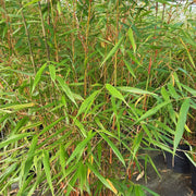Asian Wonder Bamboo Seeds - Ornamental Bamboo Landscape Seeds