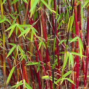 Asian Wonder Bamboo Seeds - Ornamental Bamboo Landscape Seeds