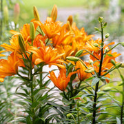 Lily Flower Seeds – Lilium spp.