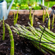 Green Setose Asparagus Seeds