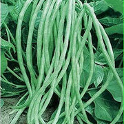 Cowpea Asparagus Bean Seeds