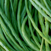 Cowpea Asparagus Bean Seeds