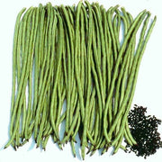 Green Asparagus Bean Seeds