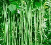 Green Asparagus Bean Seeds