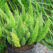 Asparagus Meyeri Foxtail Fern Seeds - Flower Plant