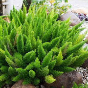 Asparagus Meyeri Foxtail Fern Seeds - Flower Plant