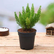 Asparagus Meyeri Foxtail Fern Seeds - Flower Plant