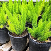 Asparagus Meyeri Foxtail Fern Seeds - Flower Plant