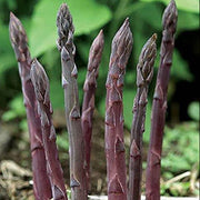 Purple Asparagus Seeds
