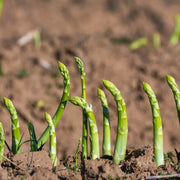 Green Setose Asparagus Seeds