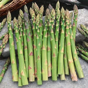 Mary Washington Asparagus Seeds