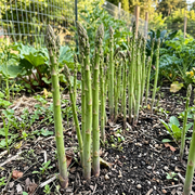 Asparagus Seeds – Asparagus officinalis