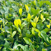 Assam Tea - Herbal Seeds