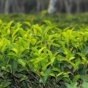 Assam Tea - Herbal Seeds
