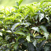 Assam Tea - Herbal Seeds