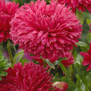 China Dark Pink Aster Seeds