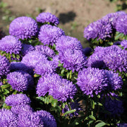 China Dark Violet Aster Seeds