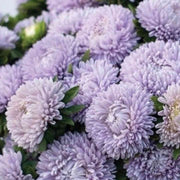 China Light Purple Aster Seeds