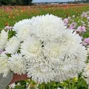 Duchess Paeony Aster Seeds