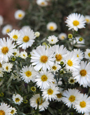 Frost Aster Seeds