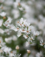 Frost Aster Seeds