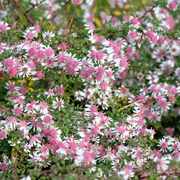 Lady in Black Calico Aster Seeds
