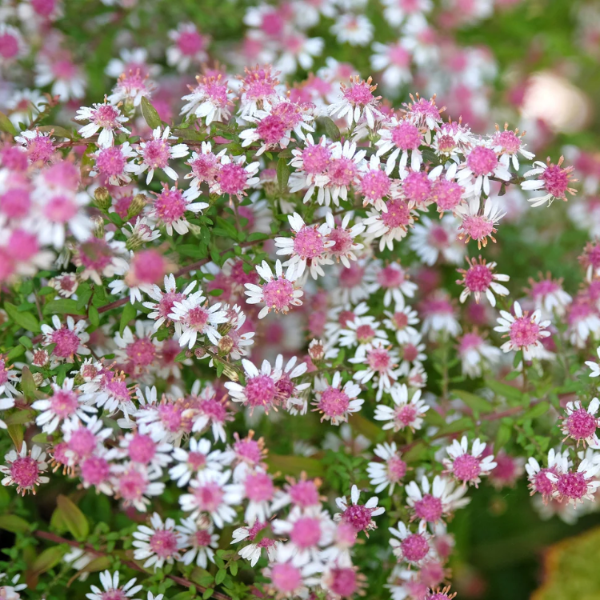 Lady in Black Calico Aster Seeds
