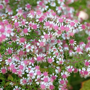 Lady in Black Calico Aster Seeds