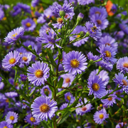 Novi-Belgii Aster Seeds