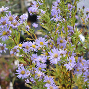 Novi-Belgii Aster Seeds