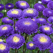 Pompon Blue Moon Aster Seeds