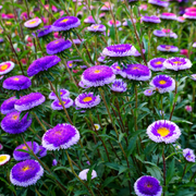 Pompon Blue Moon Aster Seeds