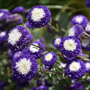 Purple & White Aster Seeds