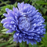 Blue China Aster Seeds
