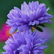 Blue China Aster Seeds