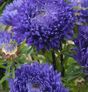 Blue China Aster Seeds
