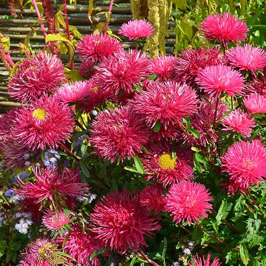 China Dark Pink Aster Seeds