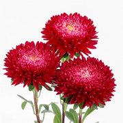 China Dark Pink Aster Seeds