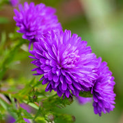 China Dark Violet Aster Seeds