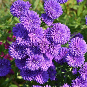 China Dark Violet Aster Seeds