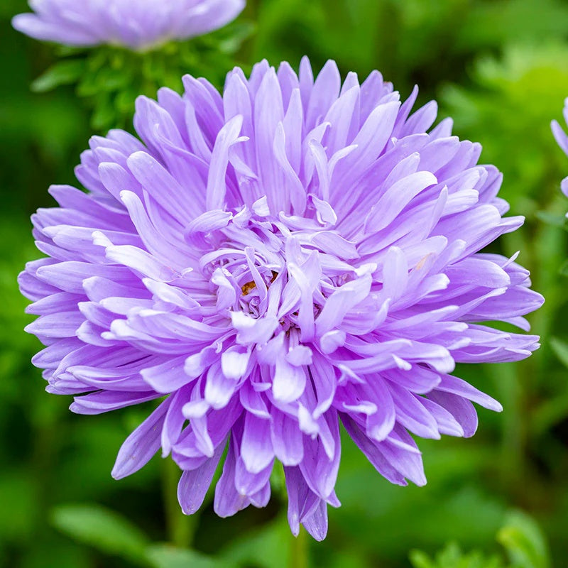 China Light Purple Aster Seeds