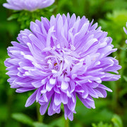 China Light Purple Aster Seeds