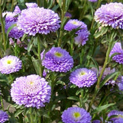 China Light Purple Aster Seeds