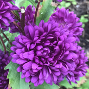 China Purple Aster Seeds