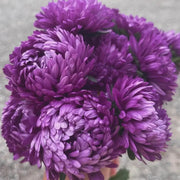 China Purple Aster Seeds